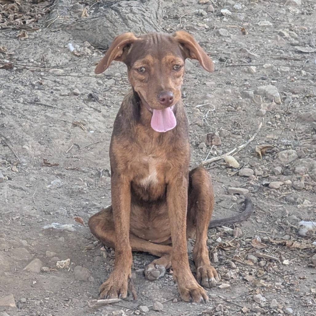 Enlarge Cheyenne, a Adoptable Miniature Pinscher in West Plains, MO image 1/1