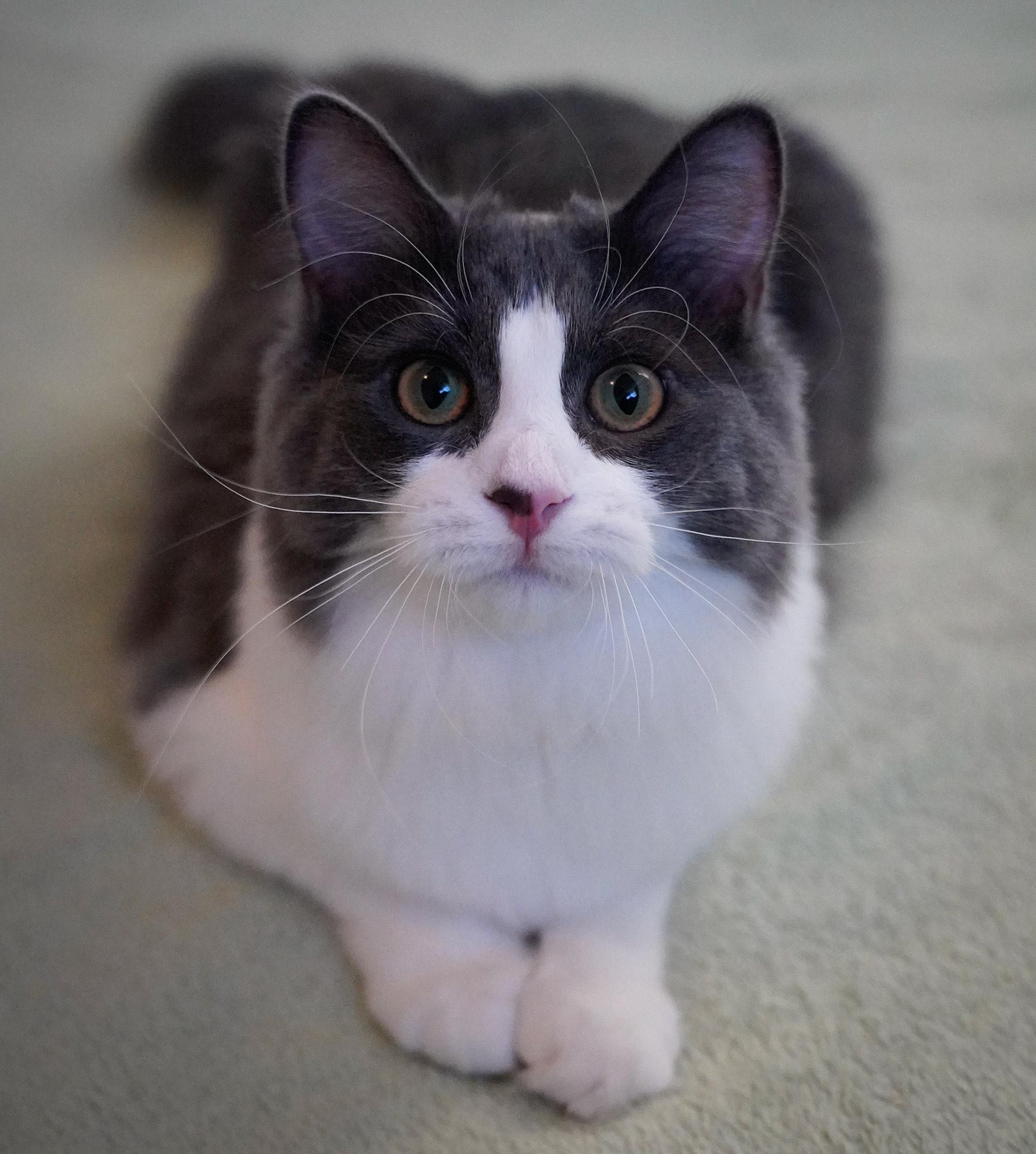 Enlarge Dove (bonded with Blue Jay), an adoptable Domestic Long Hair in Hixson, TN image 1/4