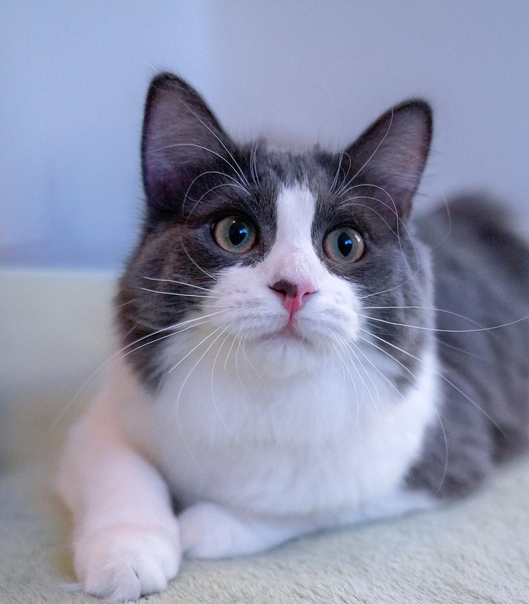 Enlarge Dove (bonded with Blue Jay), an adoptable Domestic Long Hair in Hixson, TN image 1/5