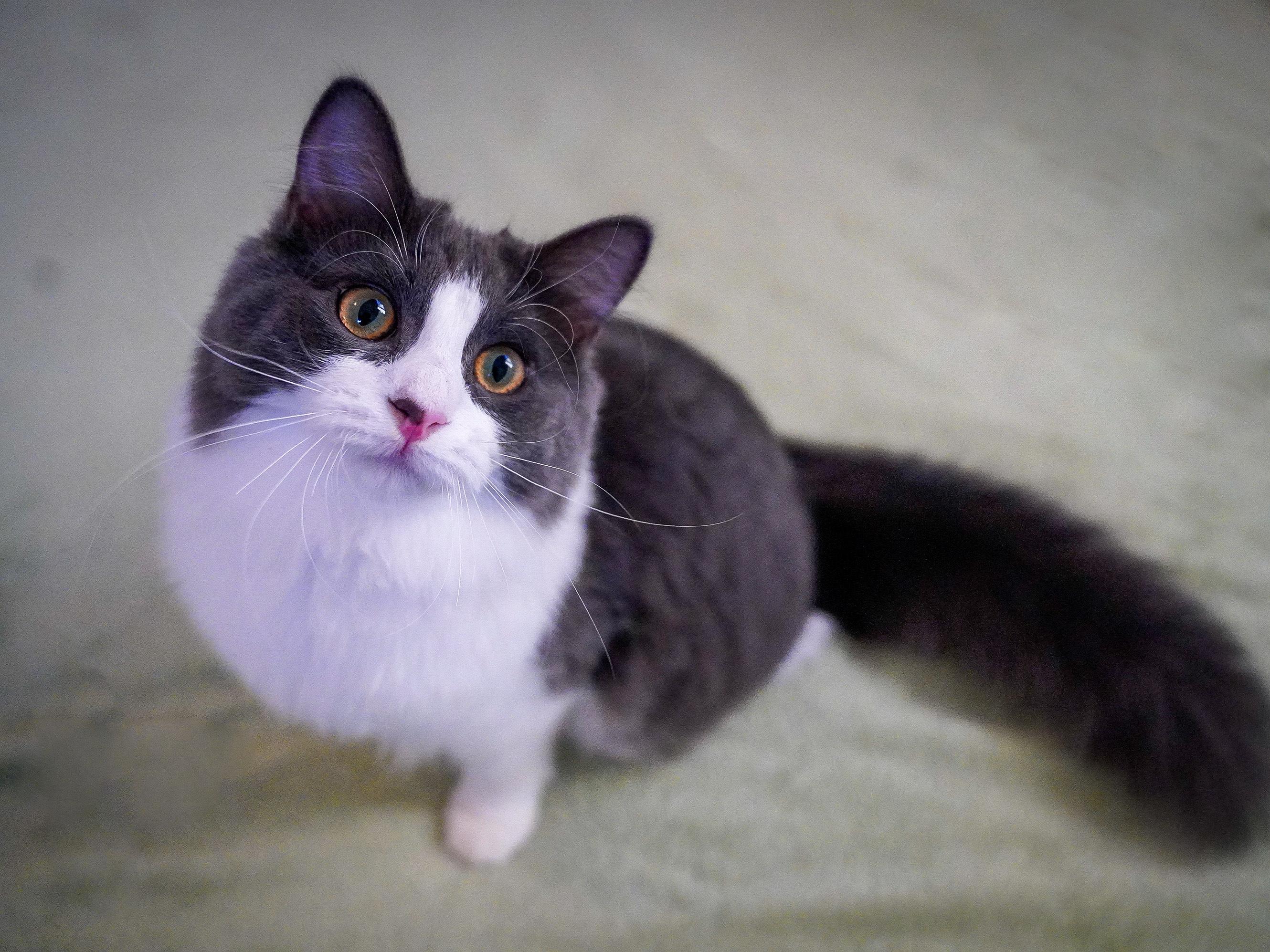 Enlarge Dove (bonded with Blue Jay), an adoptable Domestic Long Hair in Hixson, TN image 2/4