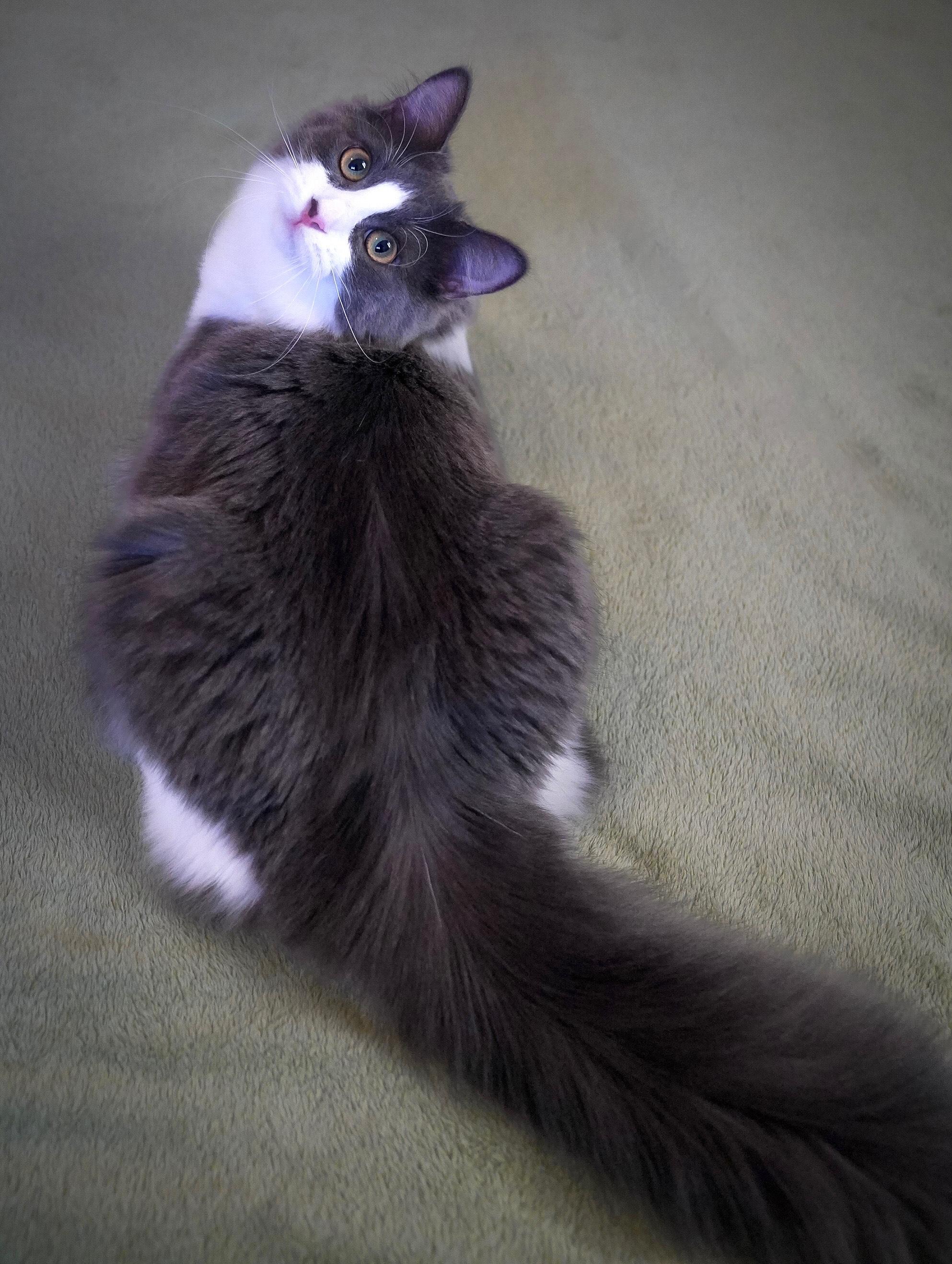 Enlarge Dove (bonded with Blue Jay), an adoptable Domestic Long Hair in Hixson, TN image 4/4