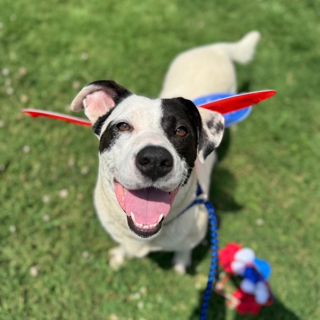 Jenny, Adoptable, Adult Female Mixed Breed.