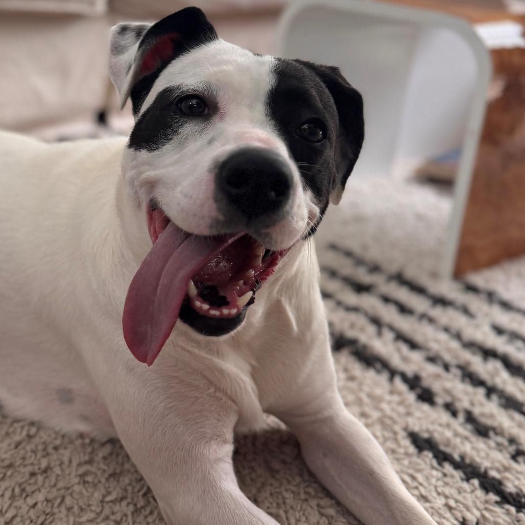 Enlarge Jenny, a Adoptable Mixed Breed in Greenville, SC image 2/6