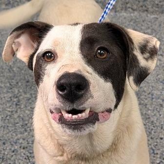 Enlarge Jenny, a Adoptable Mixed Breed in Greenville, SC image 3/6
