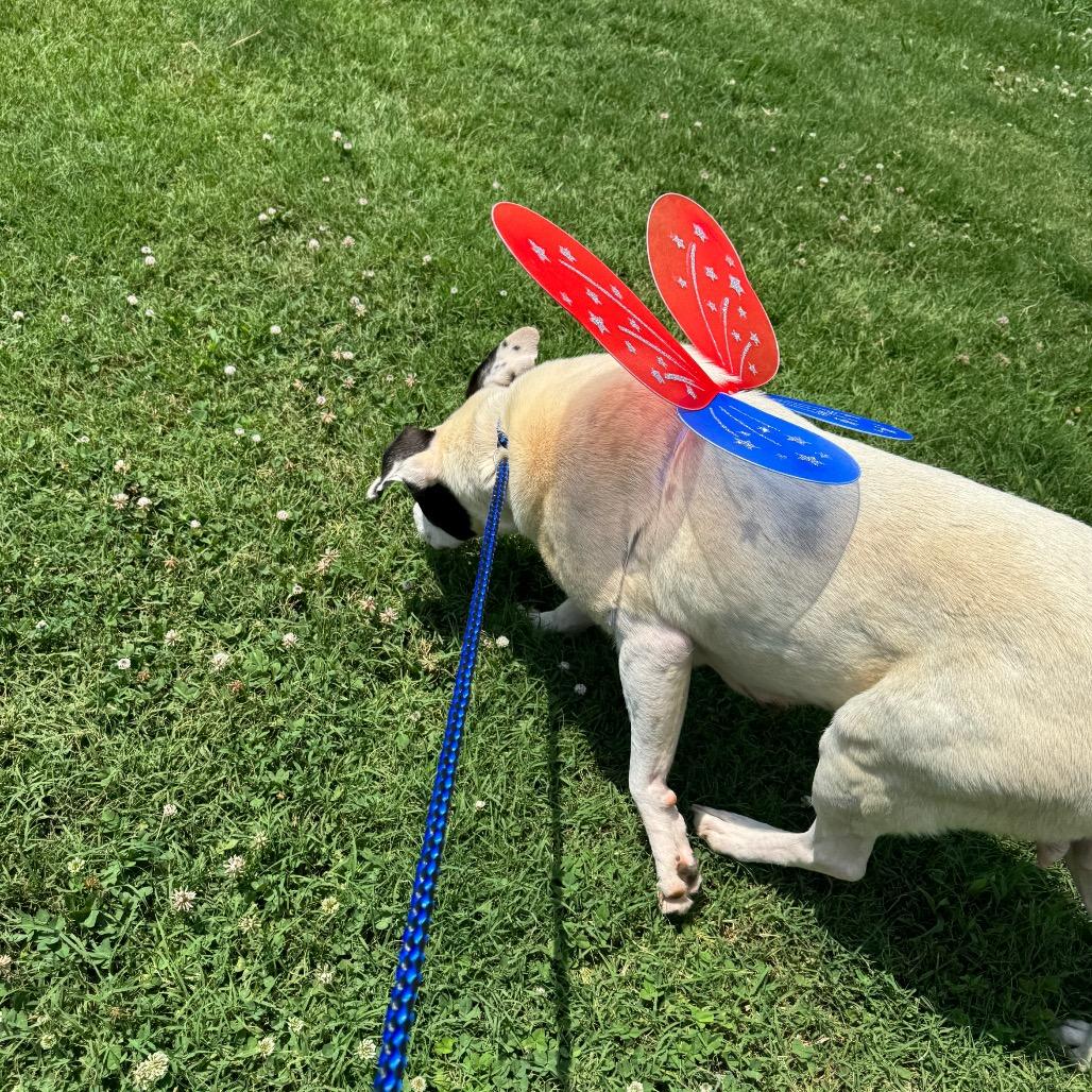 Enlarge Jenny, a Adoptable Mixed Breed in Greenville, SC image 5/6