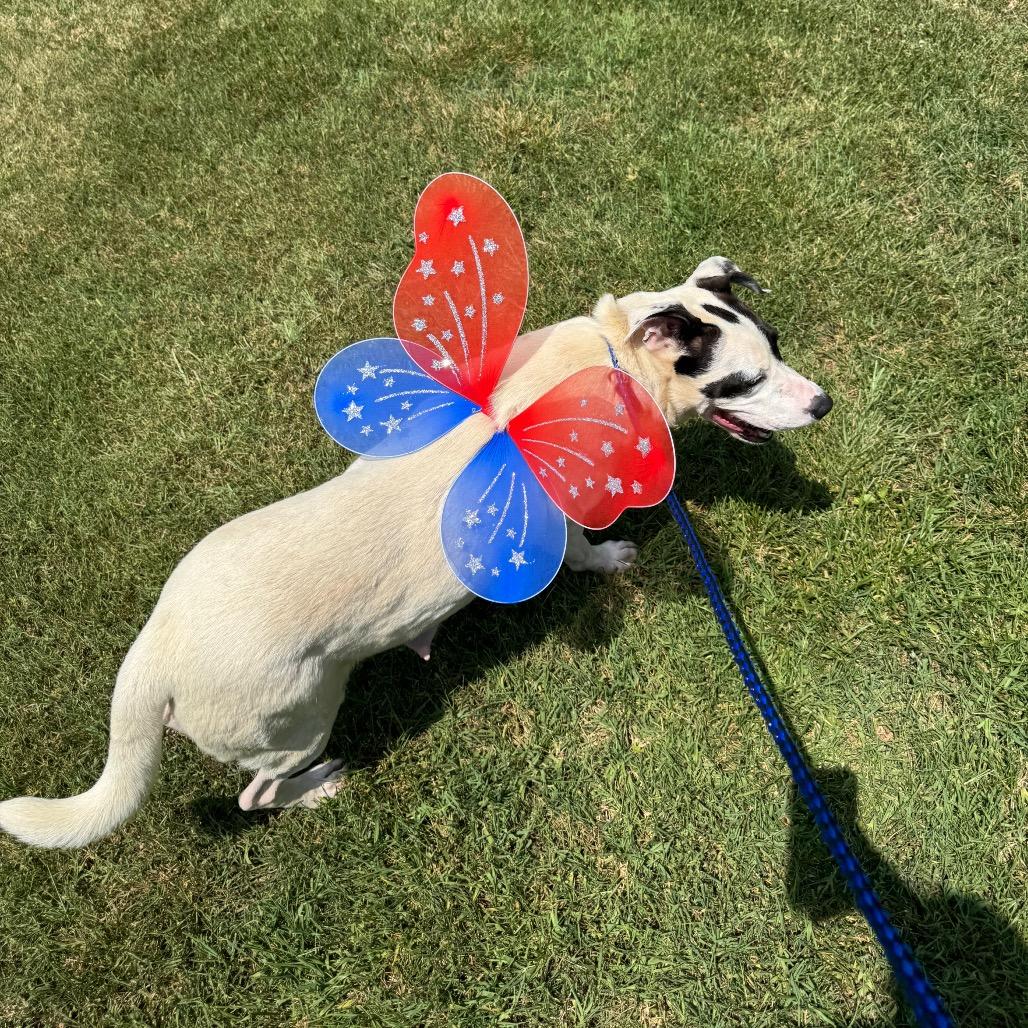 Enlarge Jenny, a Adoptable Mixed Breed in Greenville, SC image 6/6