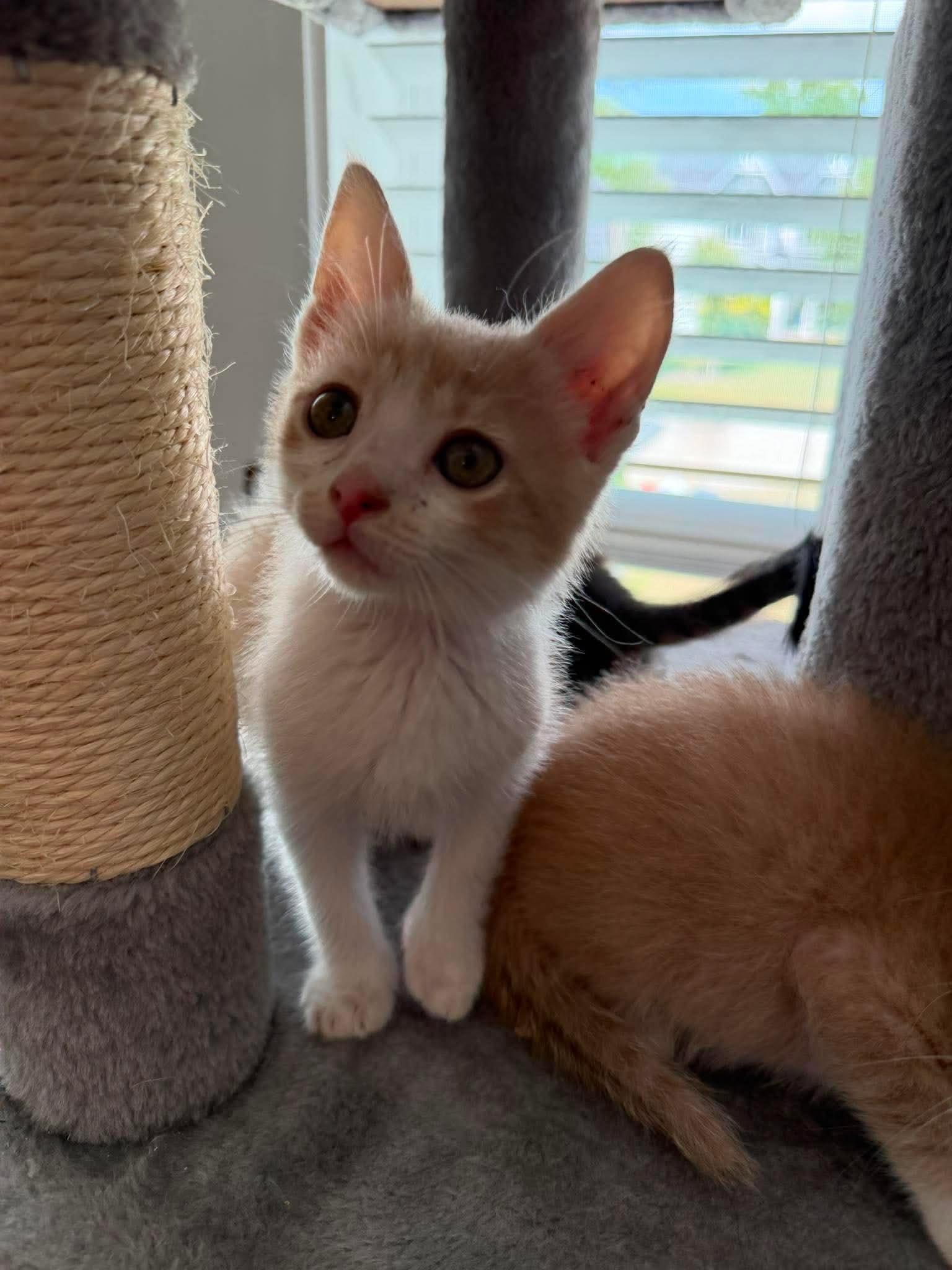 Enlarge Ian, a ADOPTABLE Domestic Short Hair in Aberdeen, NC image 3/4