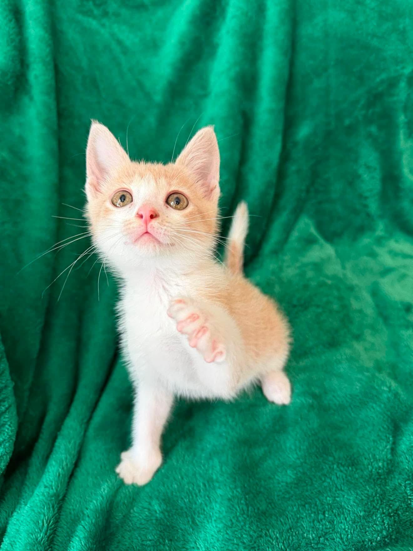 Ian, ADOPTABLE, Kitten Male Domestic Short Hair.
