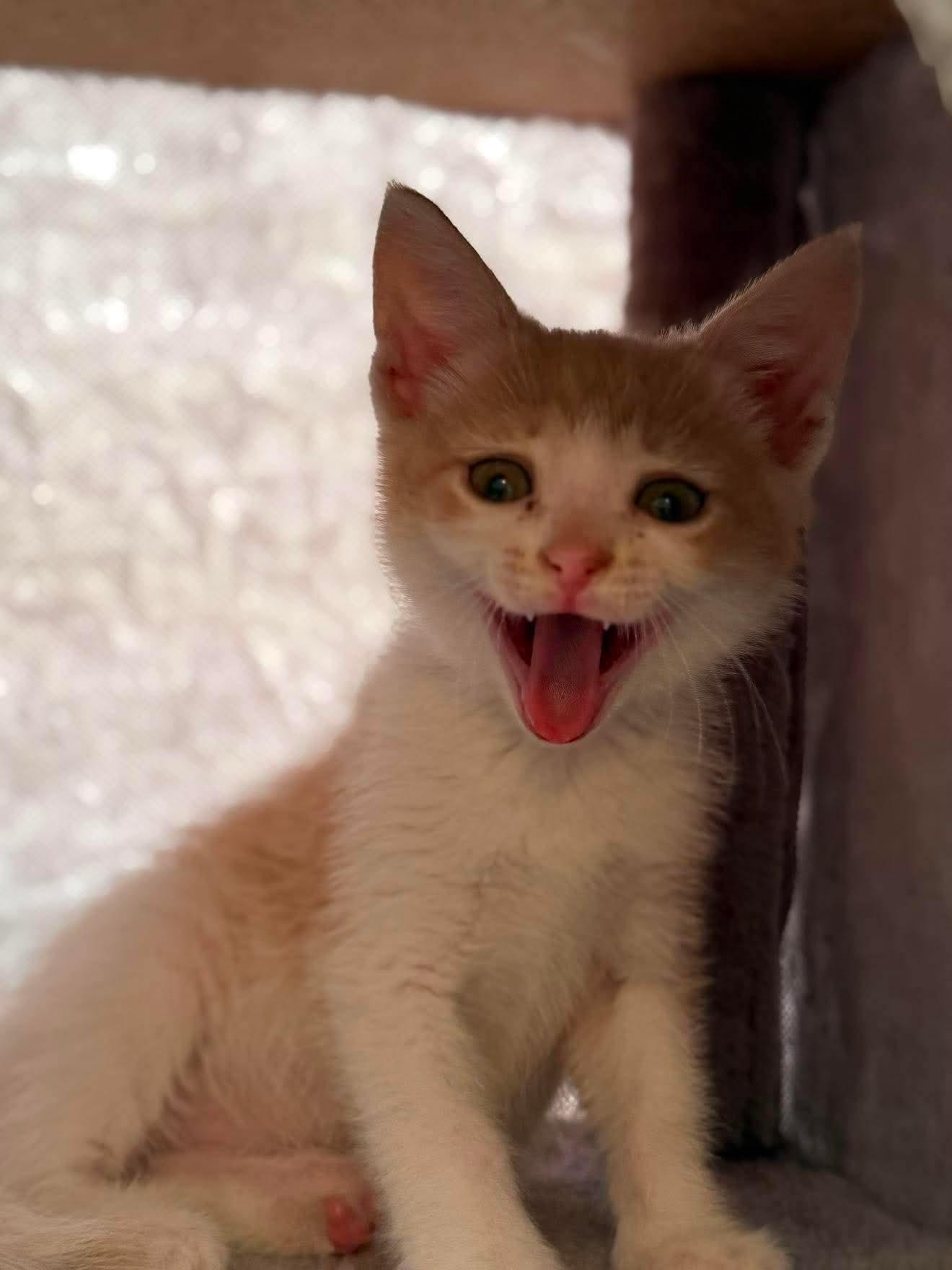 Enlarge Ian, a ADOPTABLE Domestic Short Hair in Aberdeen, NC image 4/4