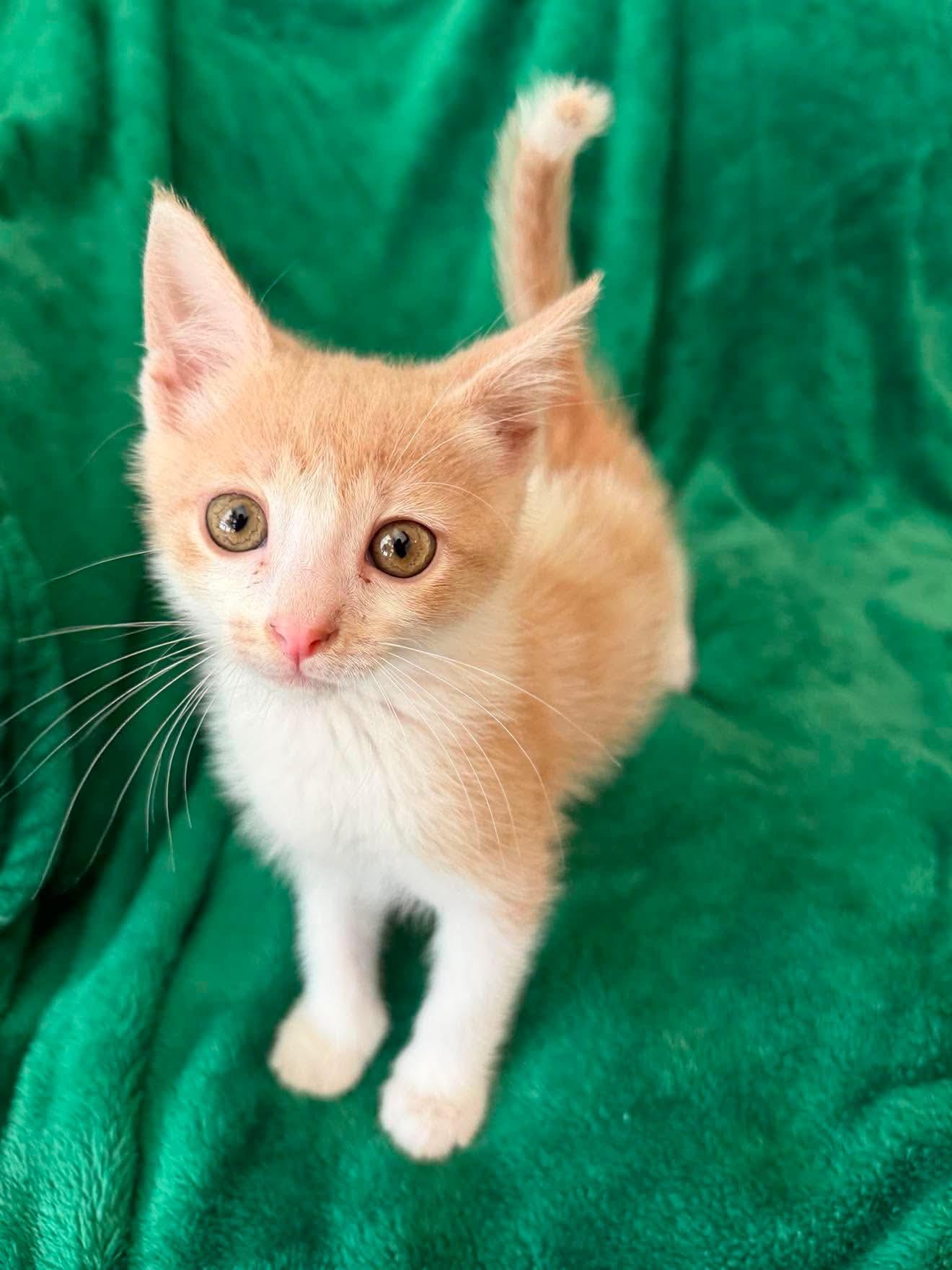 Enlarge Ian, a ADOPTABLE Domestic Short Hair in Aberdeen, NC image 2/4