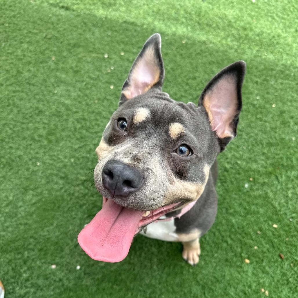 Enlarge Lemondrop, a Adoptable Pit Bull Terrier in Batavia, OH image 1/4