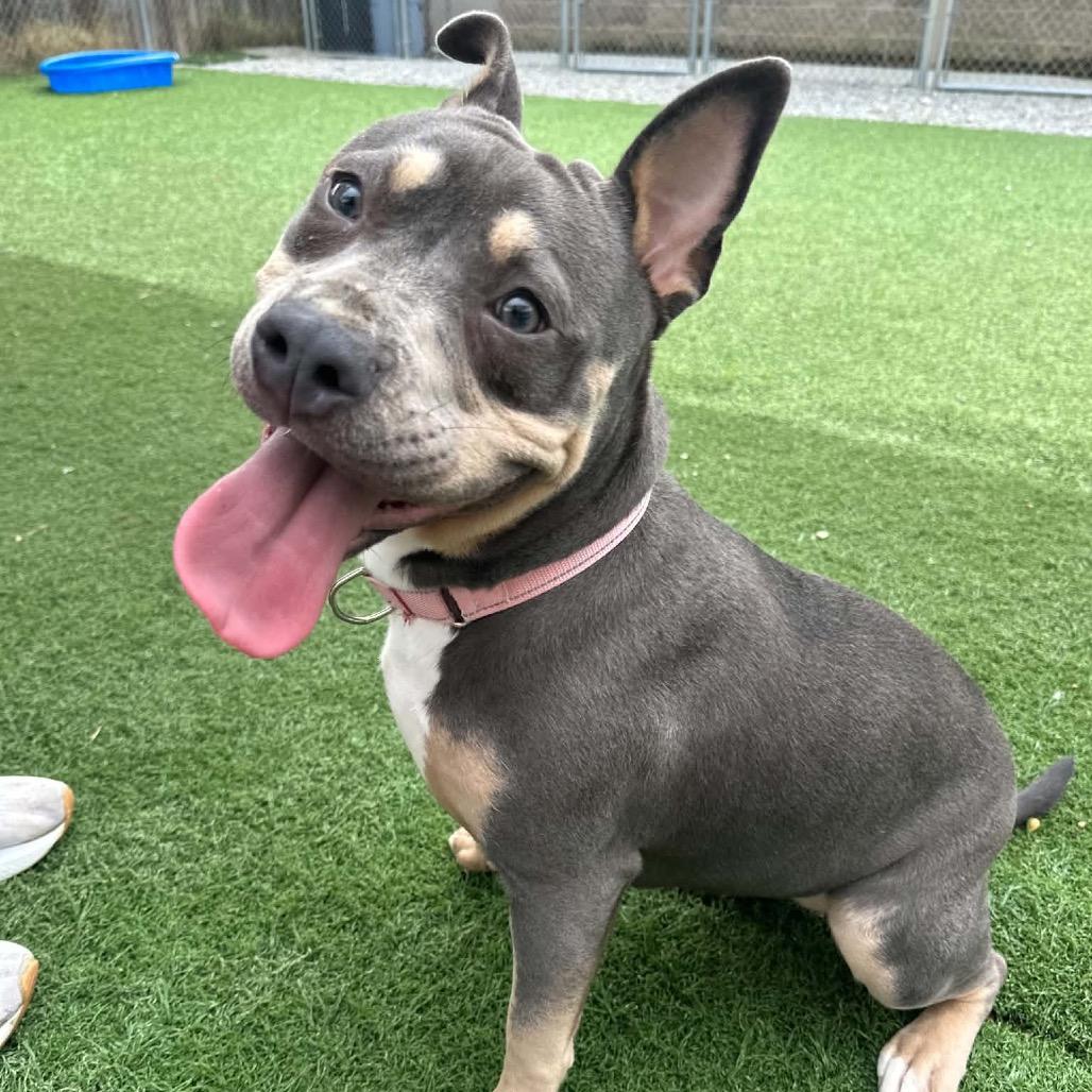 Enlarge Lemondrop, a Adoptable Pit Bull Terrier in Batavia, OH image 2/4