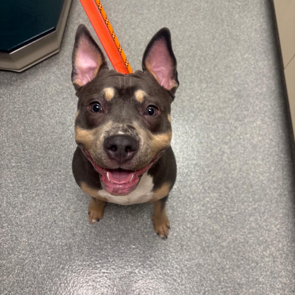 Enlarge Lemondrop, a Adoptable Pit Bull Terrier in Batavia, OH image 3/4