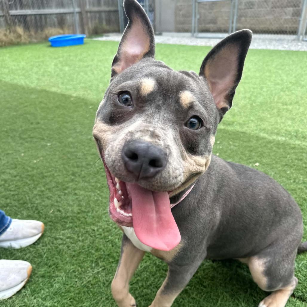 Enlarge Lemondrop, a Adoptable Pit Bull Terrier in Batavia, OH image 4/4
