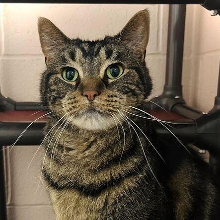Enlarge Skye, a Adoptable Domestic Short Hair in Owosso, MI image 1/2