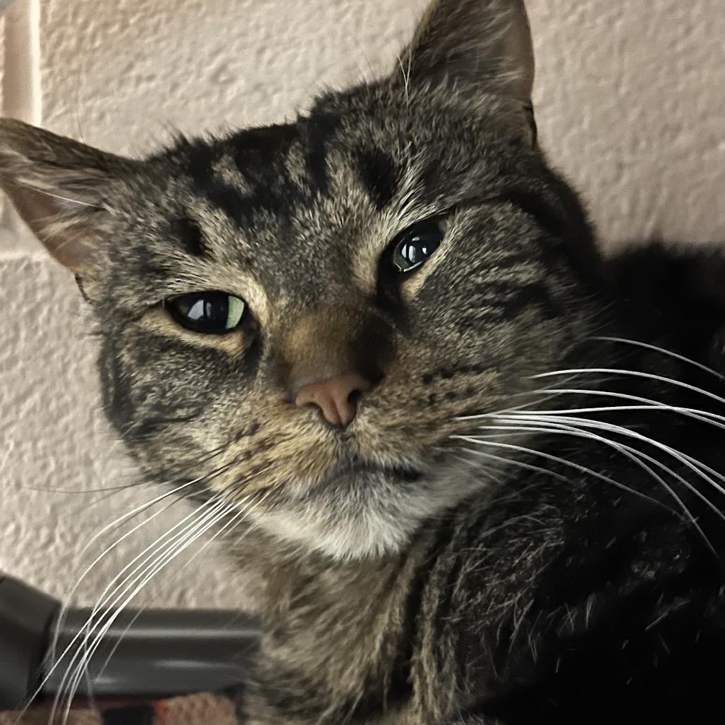 Enlarge Skye, a Adoptable Domestic Short Hair in Owosso, MI image 2/2