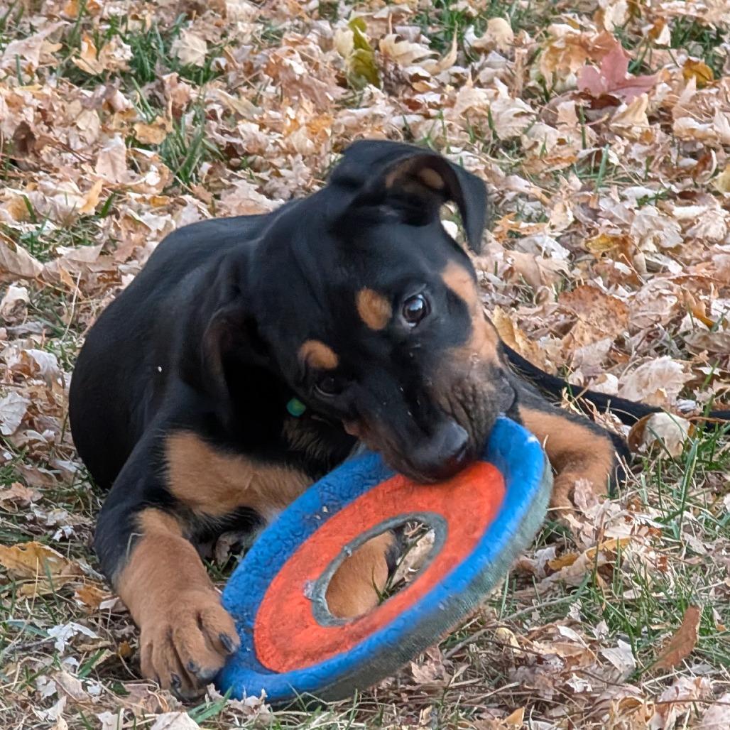 Johnny, a Adoptable mixed breed in Chaska, MN image 1/4