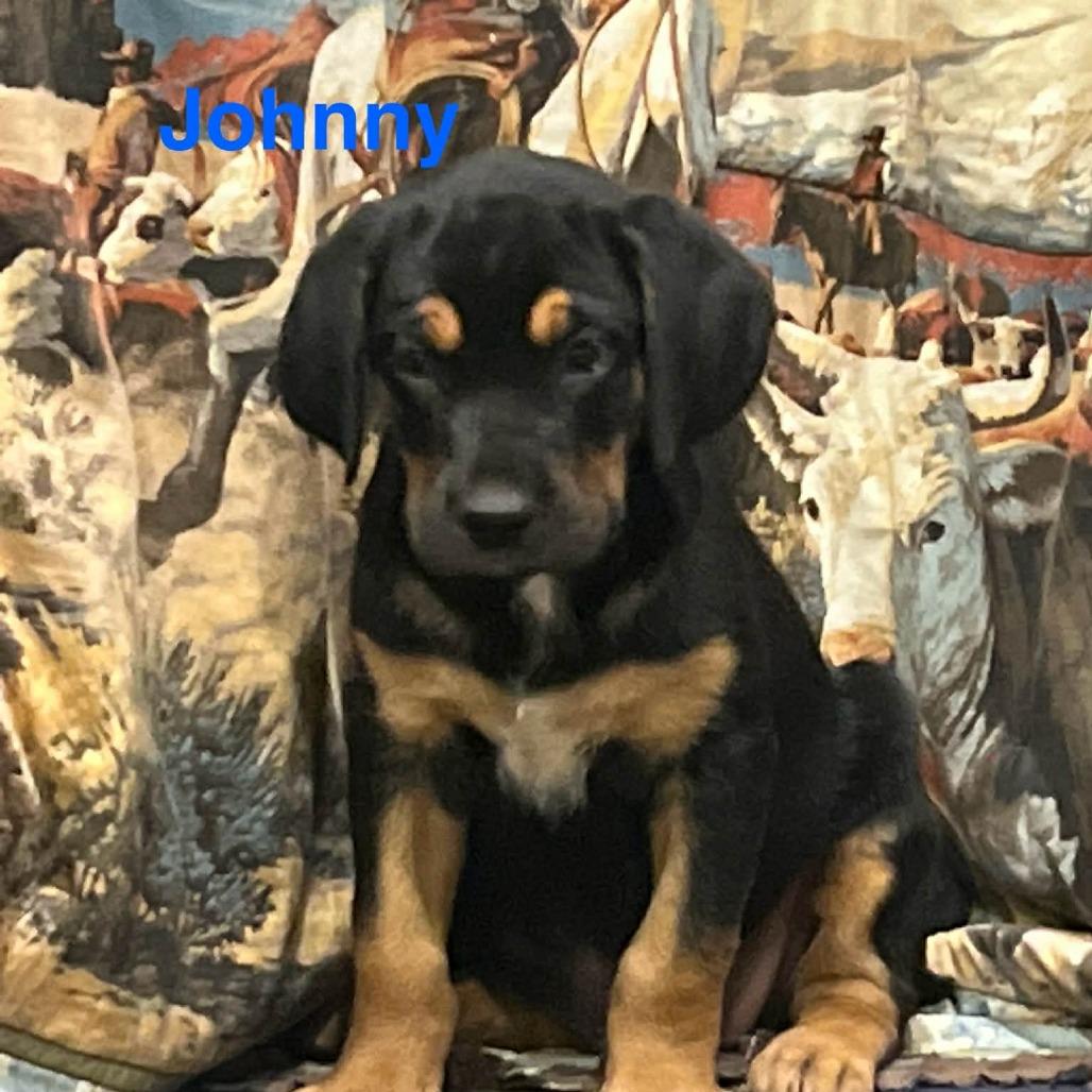 Johnny, a Adoptable mixed breed in Chaska, MN image 2/4