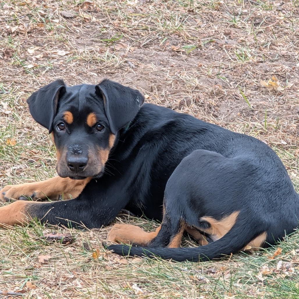 Johnny, a Adoptable mixed breed in Chaska, MN image 3/4