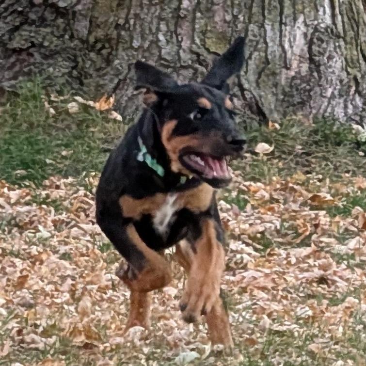 Johnny, a Adoptable mixed breed in Chaska, MN image 4/4