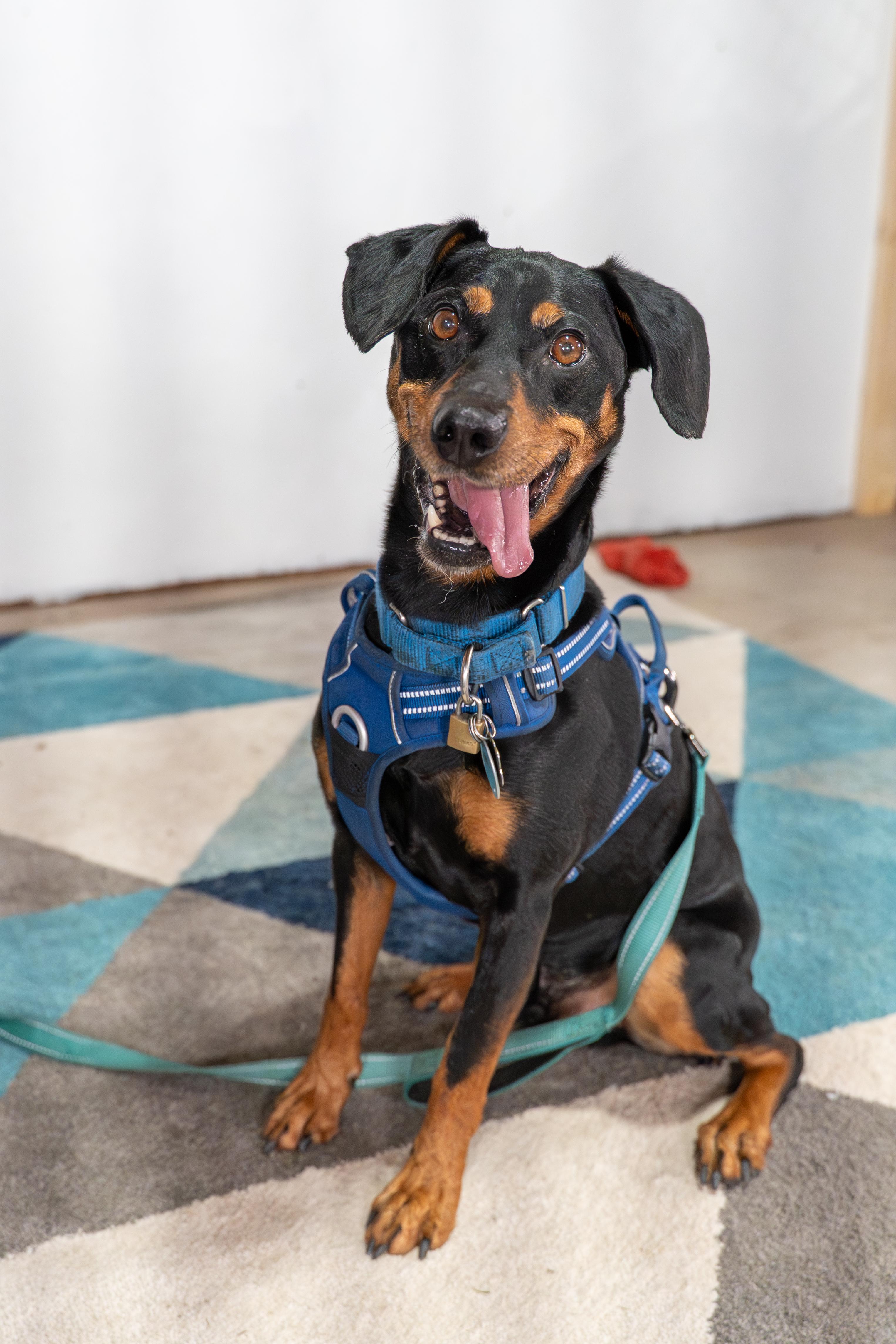 Enlarge Sparky, a Adoptable mixed breed in Dillsburg, PA image 1/6