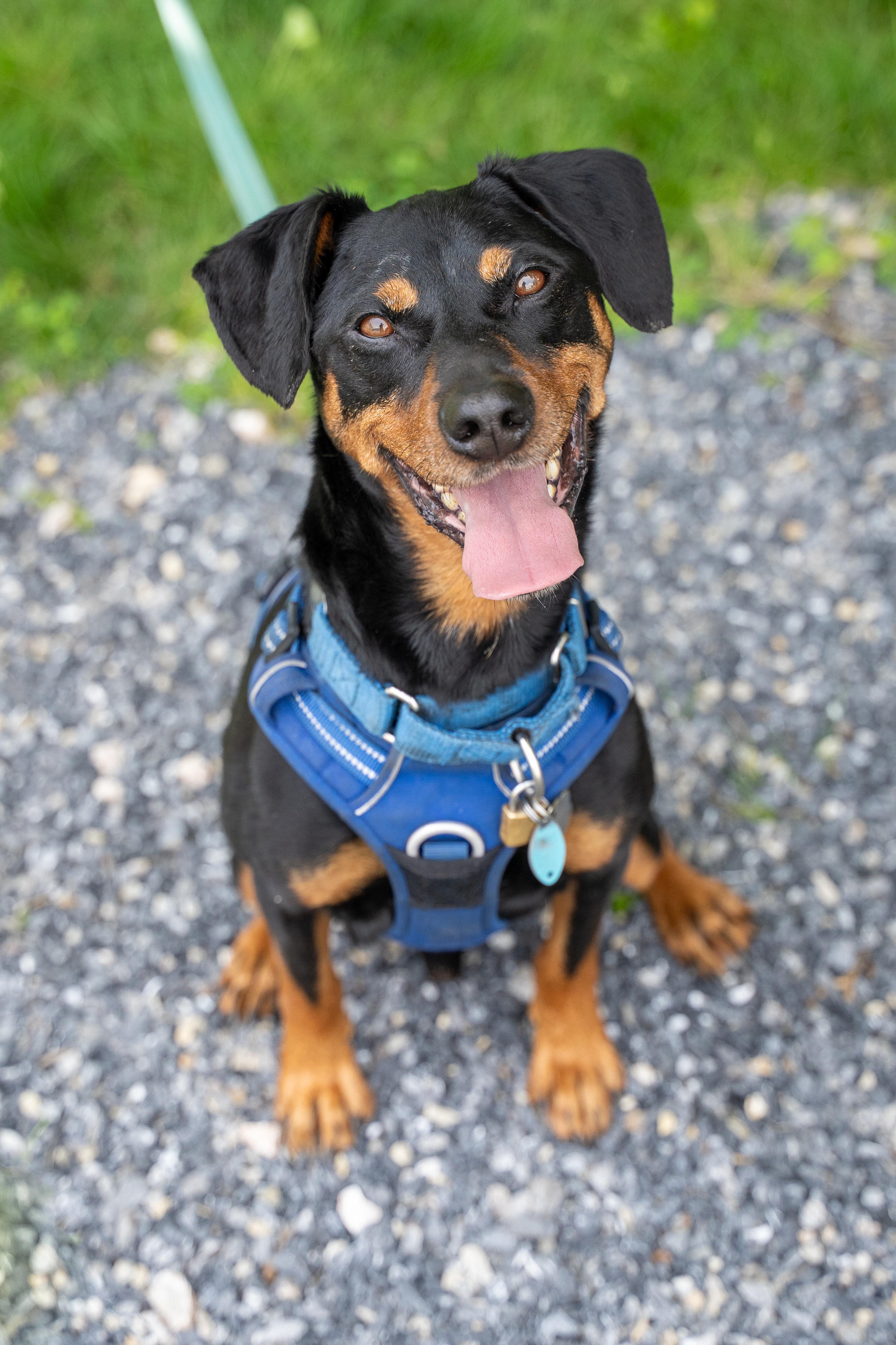 Enlarge Sparky, a Adoptable mixed breed in Dillsburg, PA image 2/6