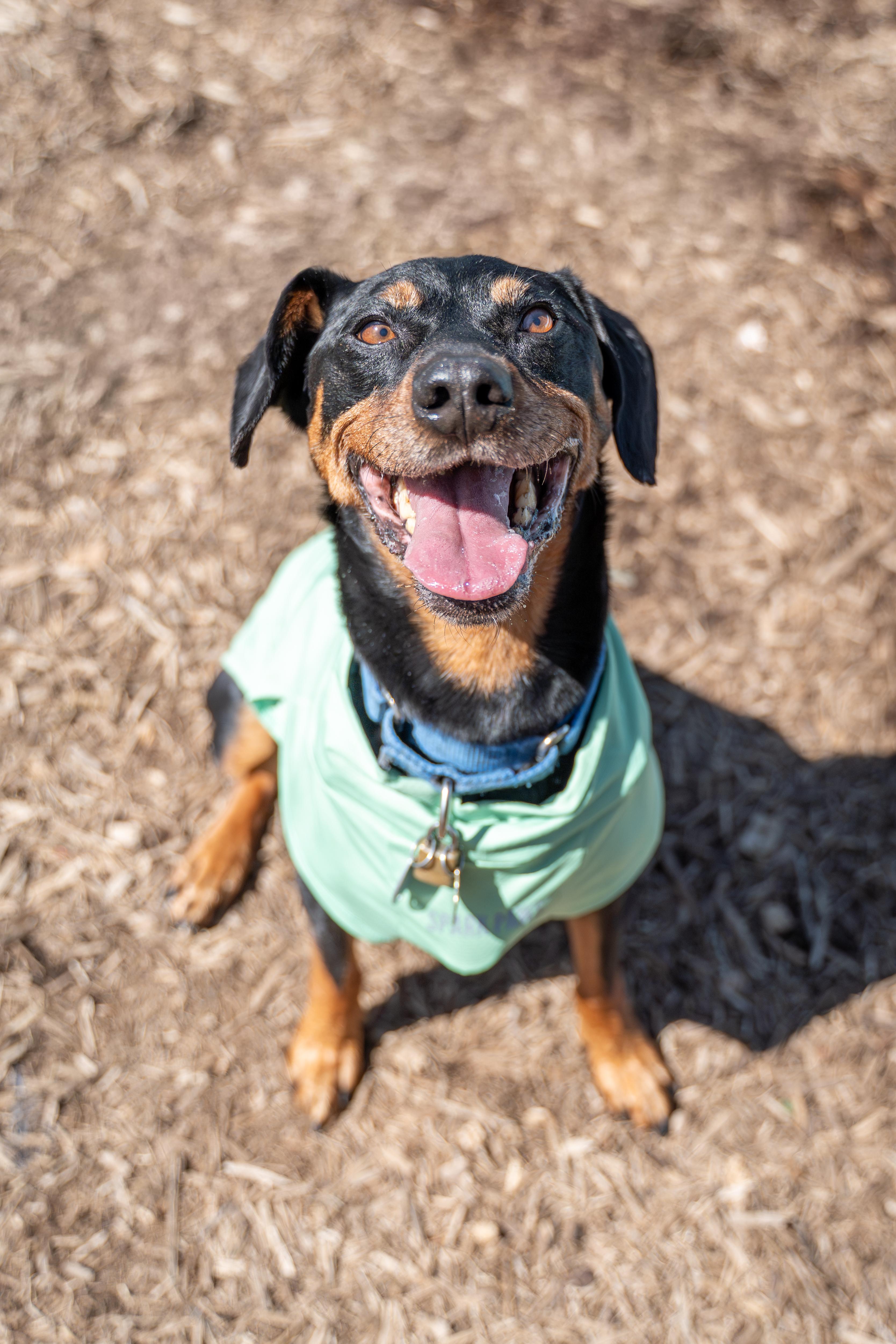 Sparky, a Adoptable mixed breed in Dillsburg, PA image 3/6