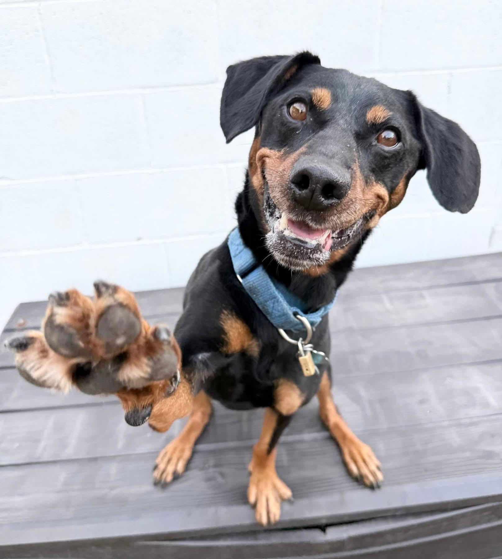 Enlarge Sparky, a Adoptable mixed breed in Dillsburg, PA image 5/6