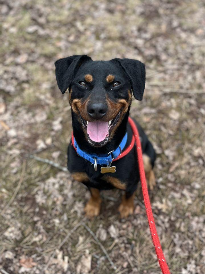 Enlarge Sparky, a Adoptable mixed breed in Dillsburg, PA image 6/6