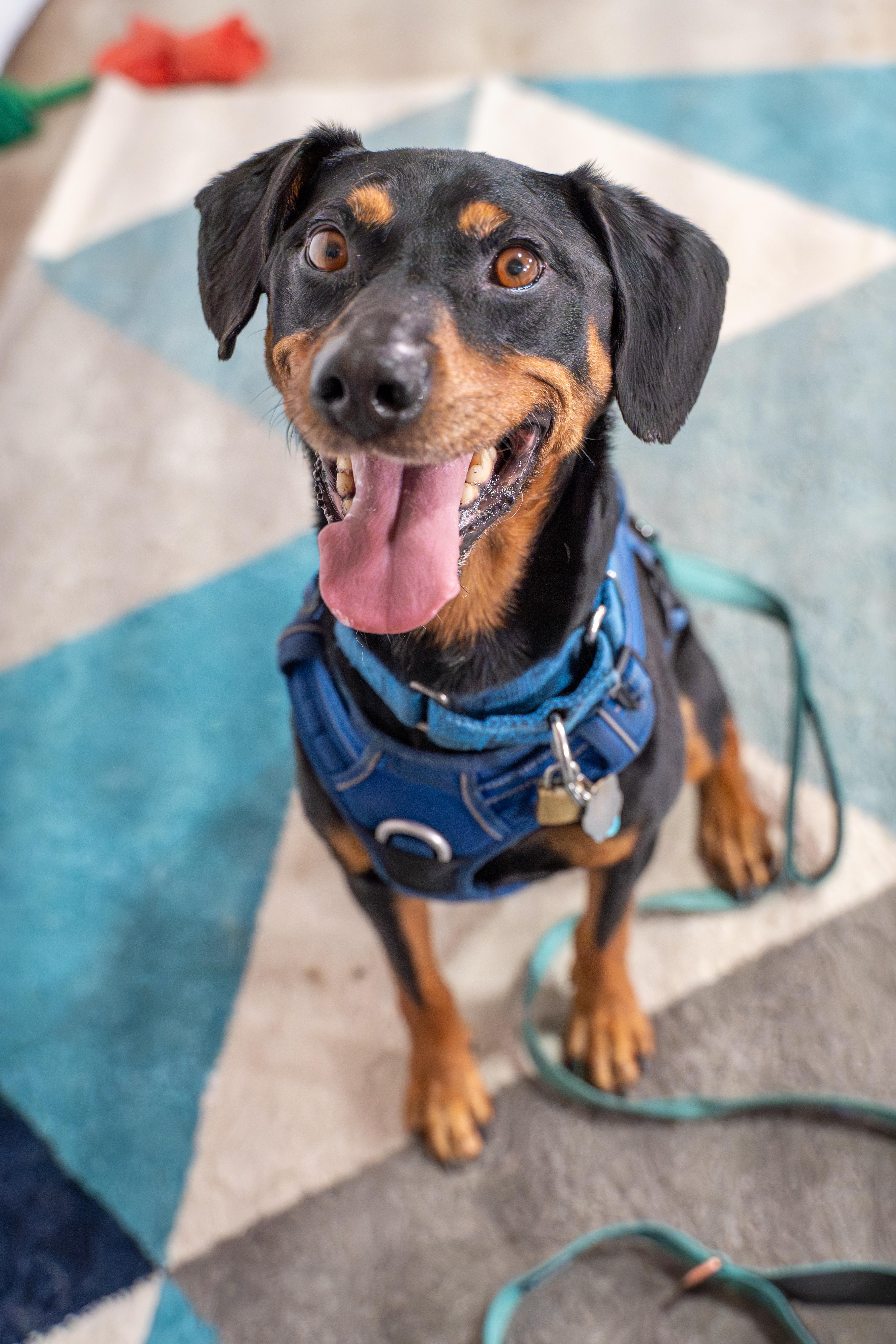 Sparky, a Adoptable mixed breed in Dillsburg, PA image 6/6