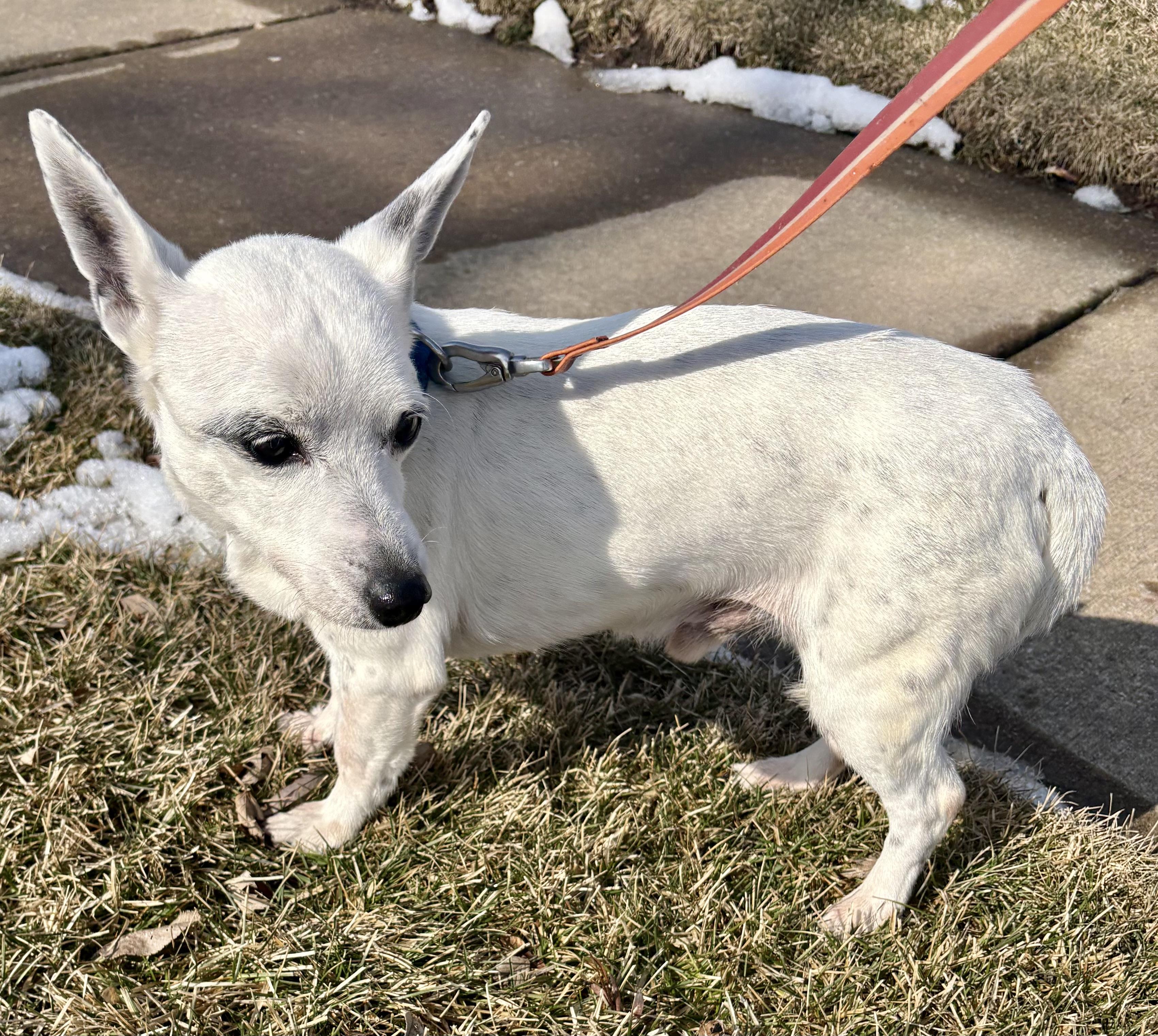 Ringo, a Adoptable mixed breed in Orland Park, IL image 1/3