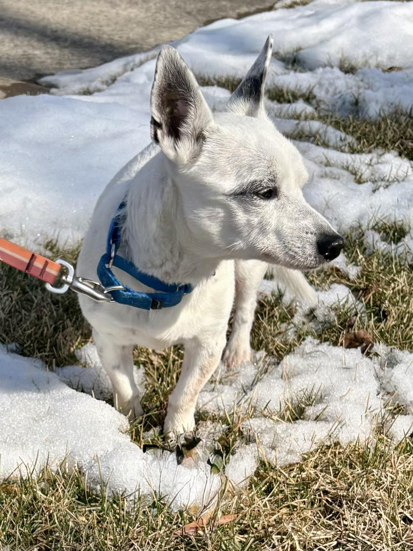 Ringo, a Adoptable mixed breed in Orland Park, IL image 3/3