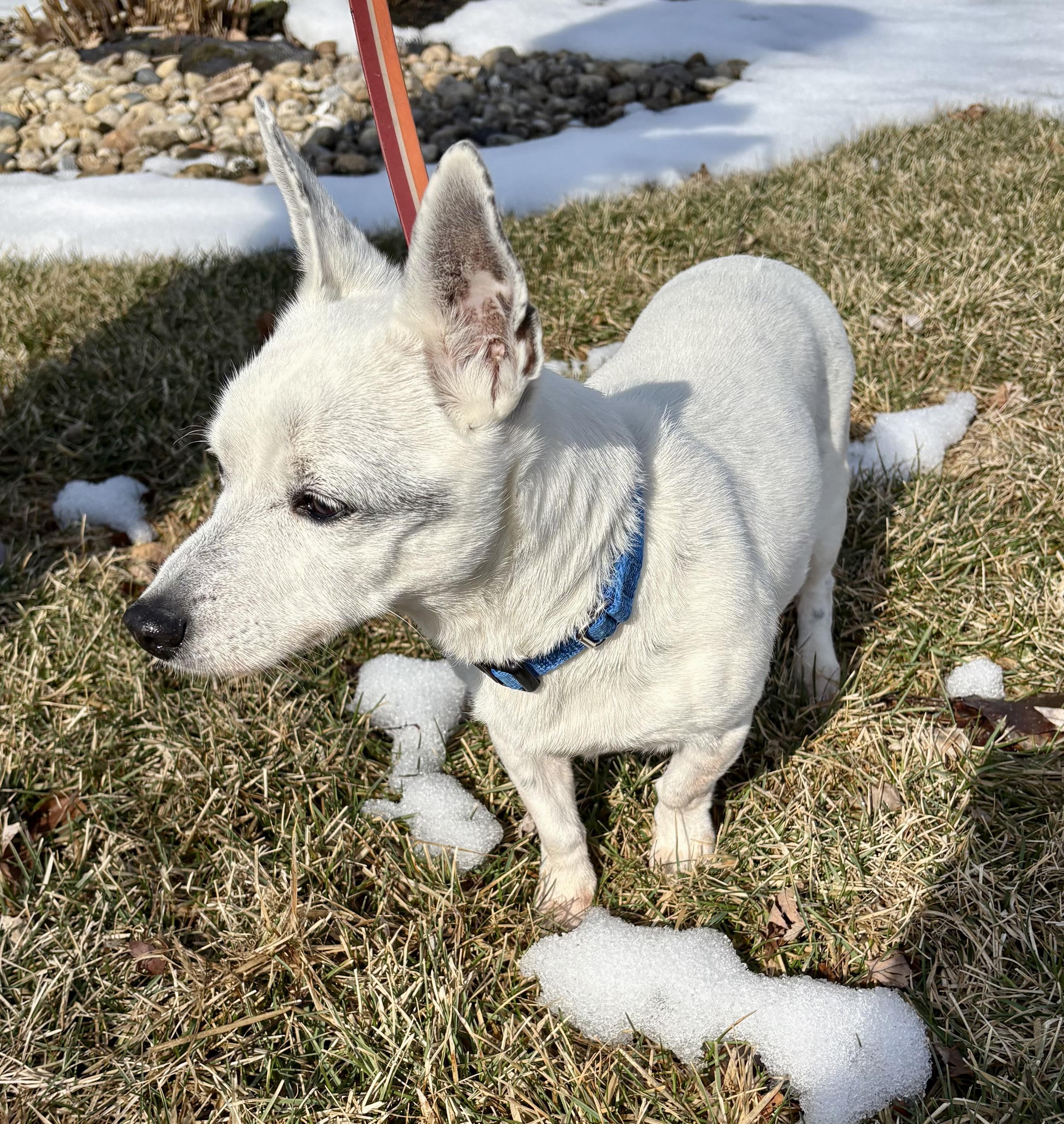 Ringo, a Adoptable mixed breed in Orland Park, IL image 2/3