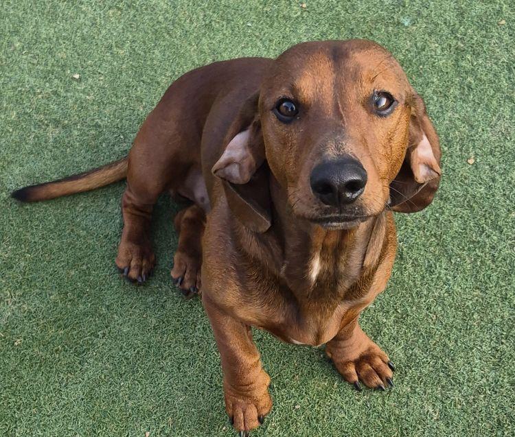 Rusty, an adoptable Dachshund in Carrollton, TX image 4/5