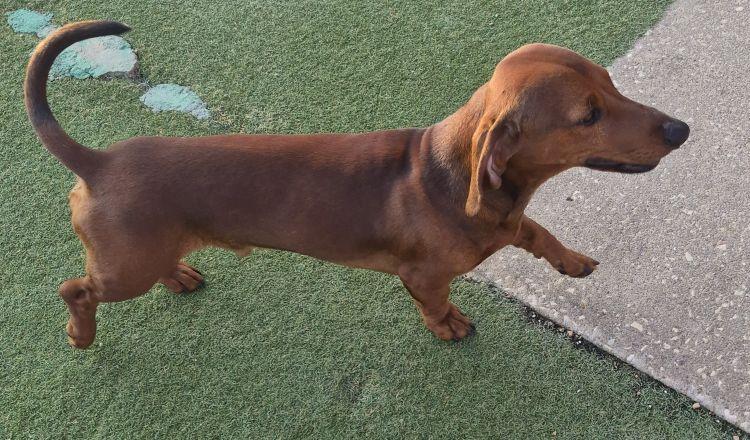 Rusty, an adoptable Dachshund in Carrollton, TX image 5/5