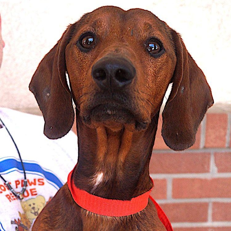 Rusty, an adoptable Dachshund in Carrollton, TX image 2/5