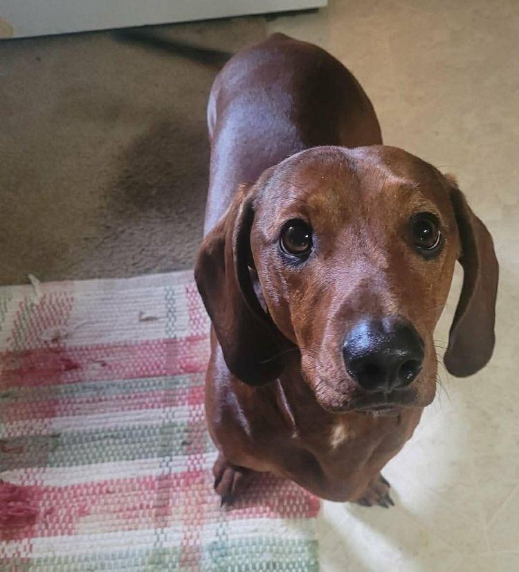 Rusty, an adoptable Dachshund in Carrollton, TX image 3/5