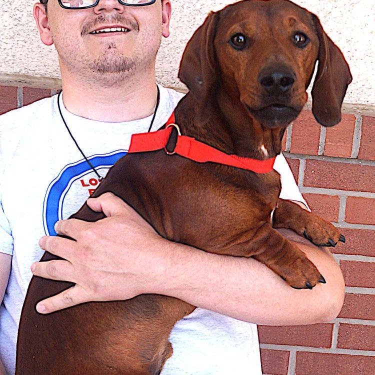 Rusty, an adoptable Dachshund in Carrollton, TX image 1/5