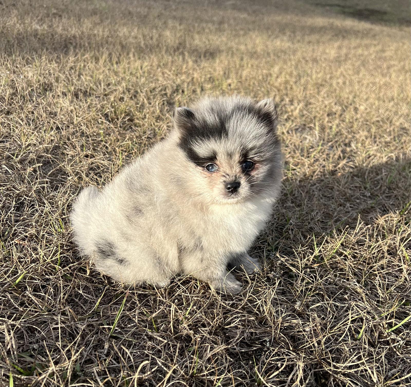 Enlarge Merlin, a Adoptable Pomeranian in Ocala, FL image 1/3