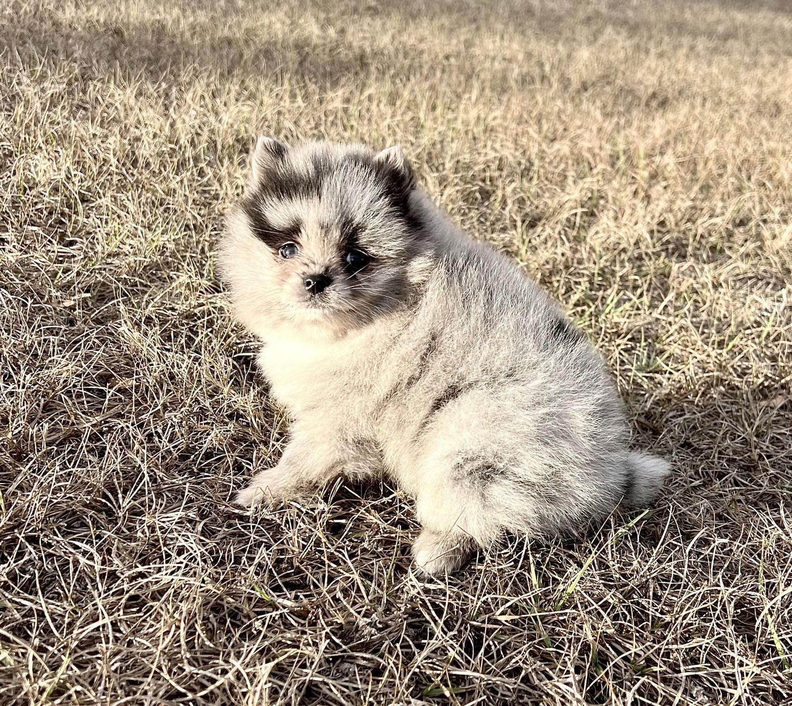 Enlarge Merlin, a Adoptable Pomeranian in Ocala, FL image 3/3