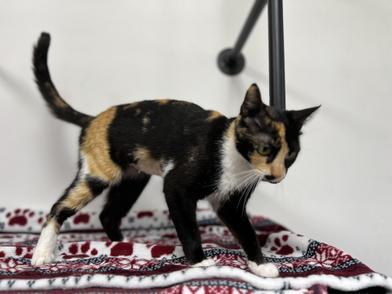 Patcha, Adult Female Calico