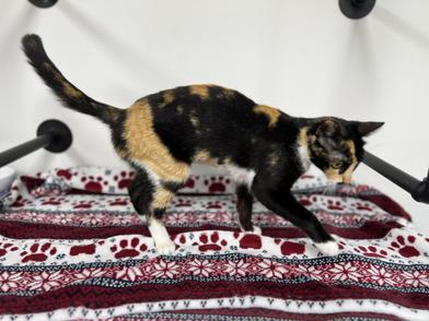 Patcha photo 2