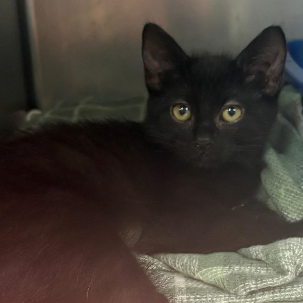 Enlarge Flora, a Adoptable Domestic Short Hair in East Hanover, NJ image 1/2
