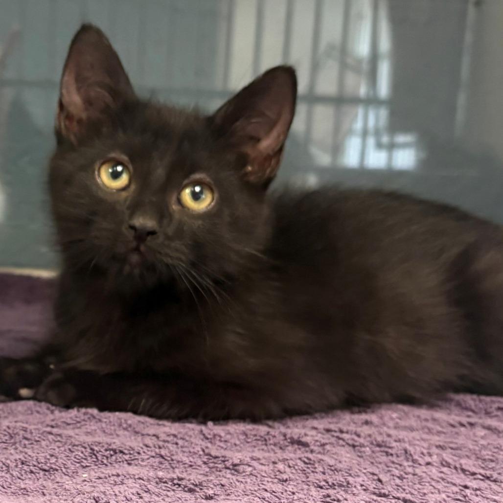 Enlarge Flora, a Adoptable Domestic Short Hair in East Hanover, NJ image 2/2
