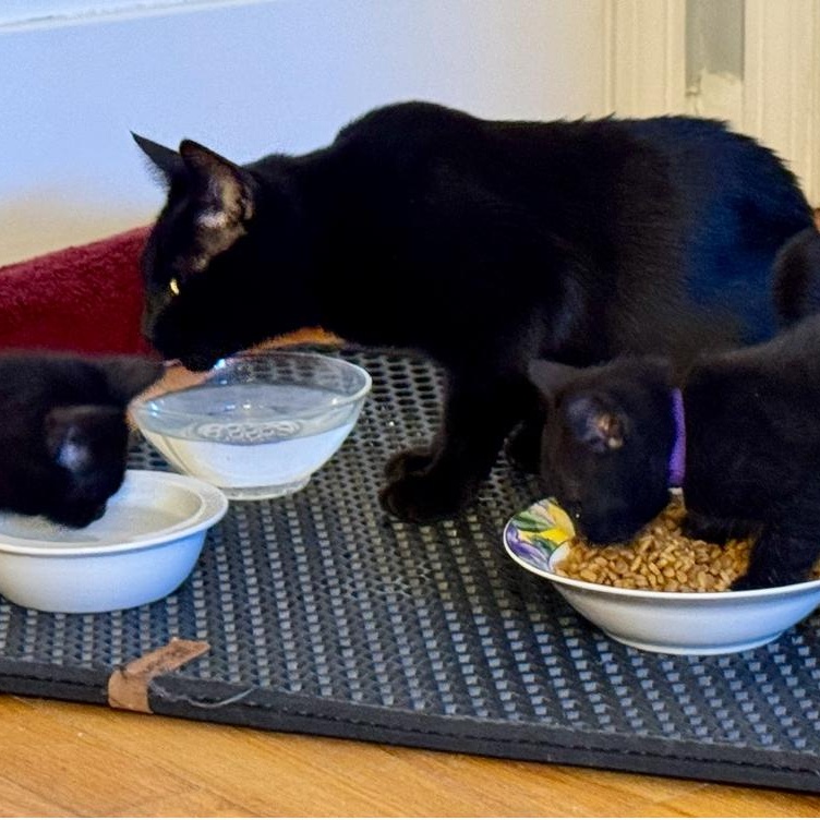 Enlarge Eagle , a Adoptable Domestic Short Hair in North Kingstown, RI image 2/6