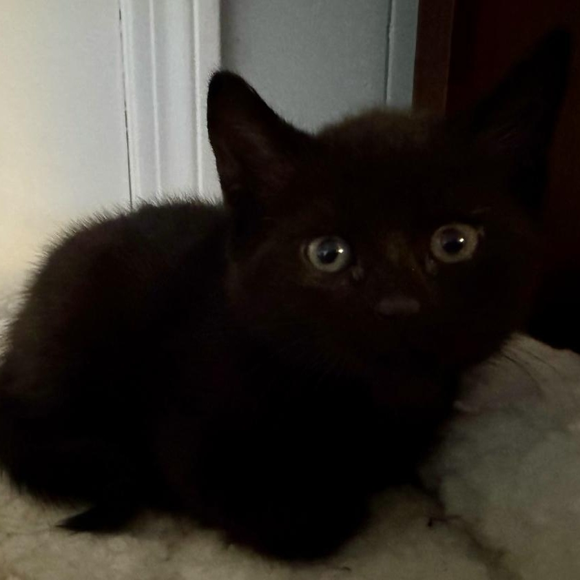 Enlarge Eagle , a Adoptable Domestic Short Hair in North Kingstown, RI image 6/6