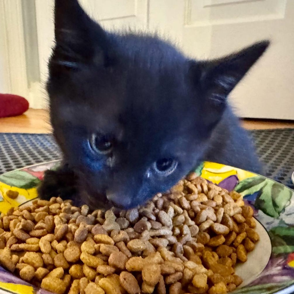 Enlarge Eagle , a Adoptable Domestic Short Hair in North Kingstown, RI image 1/6