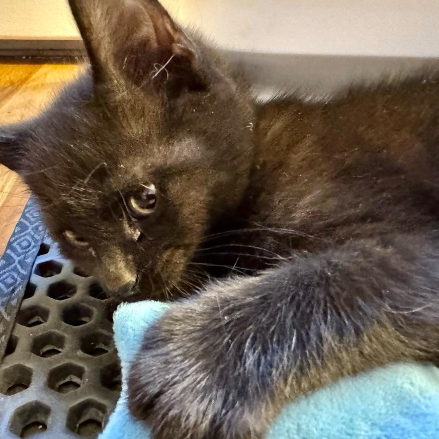 Enlarge Eagle , a Adoptable Domestic Short Hair in North Kingstown, RI image 4/6