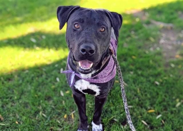 KNIGHT, Adoptable, Young Male Pit Bull Terrier & Labrador Retriever.