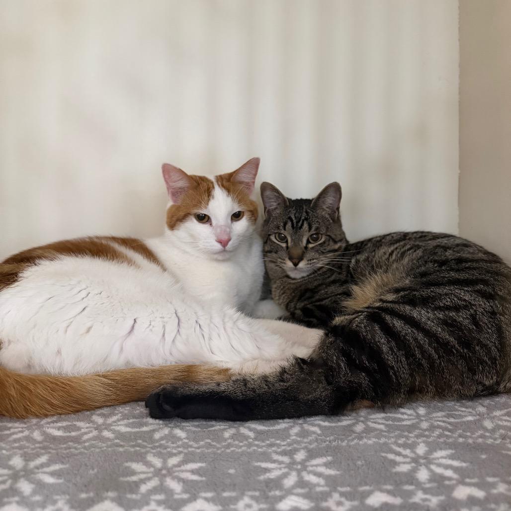 DJ Klaws, Adoptable, Adult Male Domestic Short Hair.